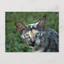 Search for felis postcards Feline