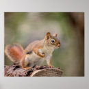 Search for red squirrel posters Animal