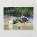 Search for saltwater postcards Animal
