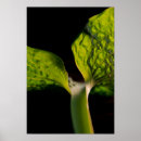 Search for hosta Plants