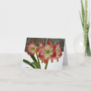 Search for amaryllis christmas cards Winter