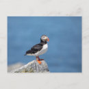 Search for puffin postcards Wildlife