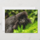Search for gorilla thank you cards Cute baby animal