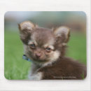 Search for longhair mousepads Chihuahua