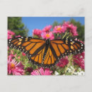 Search for monarch postcards Floral