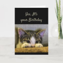 Search for funny cat sayings cards Humour