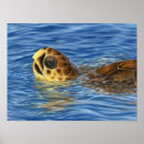 Search for sea turtle painting posters Marine life