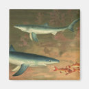 Search for blue shark magnets Sharks