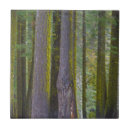 Search for evergreen tree tiles Landscape