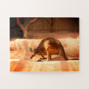 Search for kangaroo puzzles Marsupial