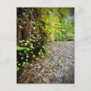 Search for redwood national park postcards Forest