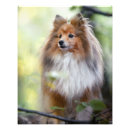 Search for sheltie art Cute