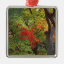 Search for trunk christmas tree decorations Green