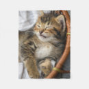 Search for tabby cat blankets Domestic animals
