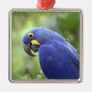 Search for macaw christmas tree decorations Wild
