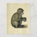 Search for monkey postcards Drawing