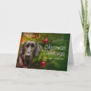 Search for labrador christmas cards Looking at camera