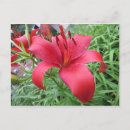 Search for red lily Plant