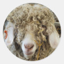 Search for angora stickers Funny