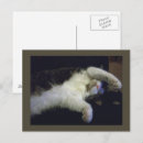 Search for chillin postcards Cats