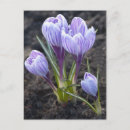 Search for spring crocus postcards Blossom