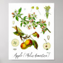 Search for vintage fruit posters Apples