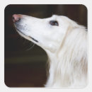 Search for saluki gift wrap Animals