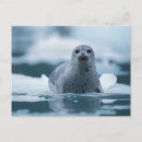 Search for steve kazlowski postcards Alaska
