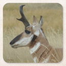 Search for antelopes Pronghorn antelope