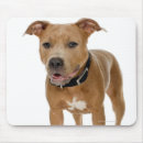 Search for pit bull dog mousepads Studio shot