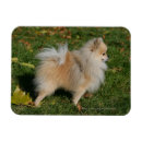 Search for spitz magnets Profile