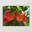 Search for pomegranate postcards Summer