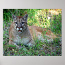 Search for puma mountain cat posters Nature