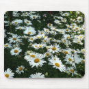 Search for shasta electronics Daisies