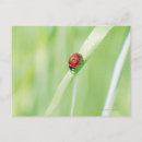 Search for crawl postcards Red