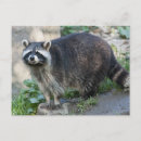 Search for racoon postcards Mammal