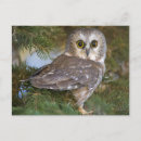 Search for fir tree postcards Nature