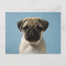 Search for pug puppies postcards Animal