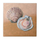 Search for scallop tiles Shell