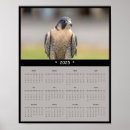 Search for peregrination Raptor