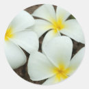 Search for south pacific stickers Flora