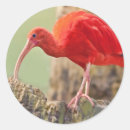 Search for scarlet stickers Nature