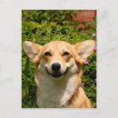 Search for welsh postcards Corgis