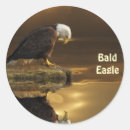 Search for eagle photography Eagles