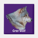 Search for grey wolf magnets Canis lupus