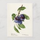 Search for prunus postcards Fruit