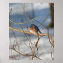 Search for bluebird photography Winter