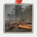 Search for seaside christmas tree decorations Summer