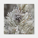 Search for pine cone magnets Tree