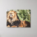 Search for lions canvas prints Big cat